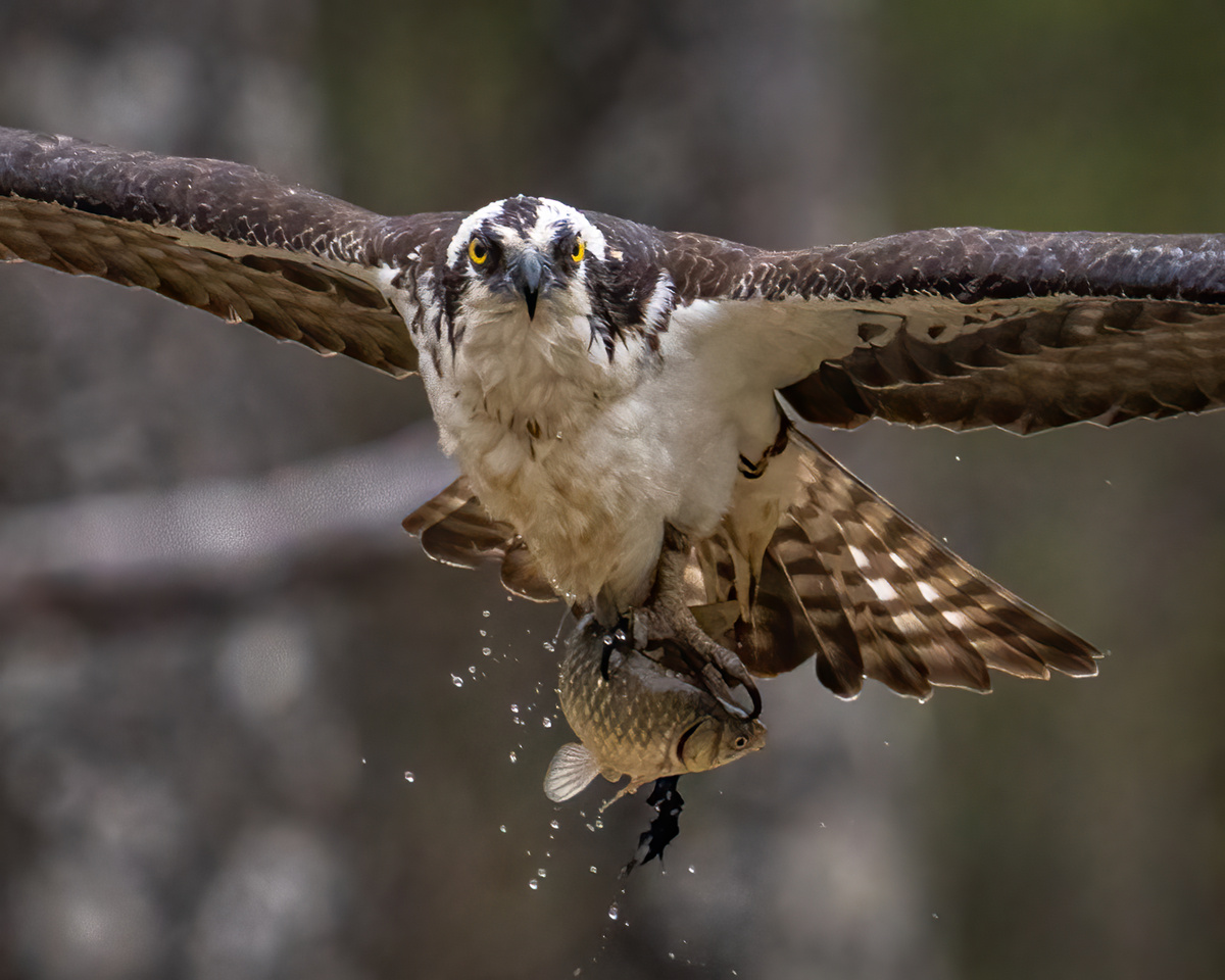 Osprey catching fish